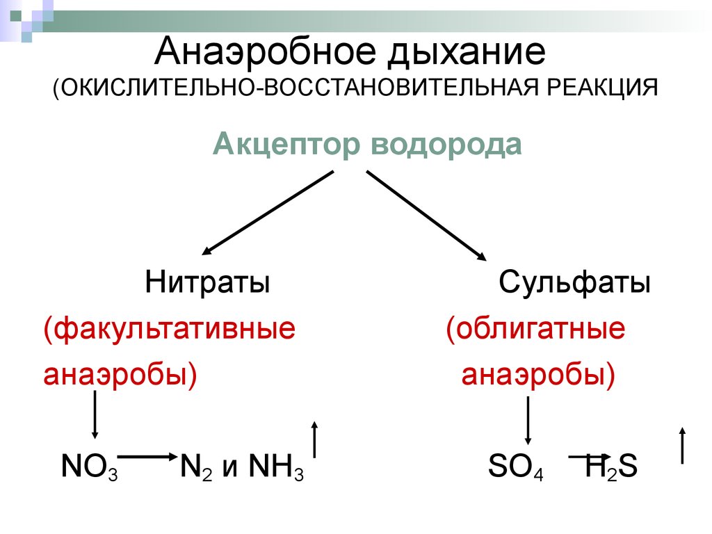 Окислительное дыхание