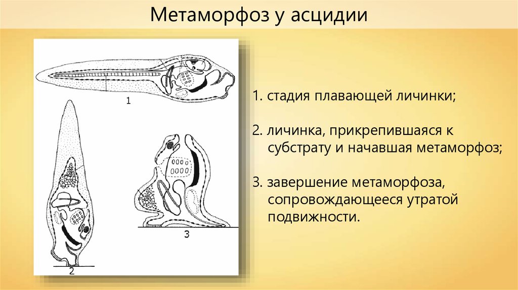 Строение асцидии схема