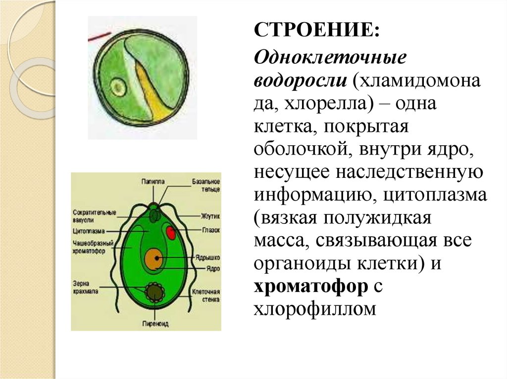 Строение водоросли хламидомонады. Одноклеточная водоросль хлорелла строение. Строение клетки одноклеточная водоросль хлорелла. Зеленые водоросли хлореллы строение.