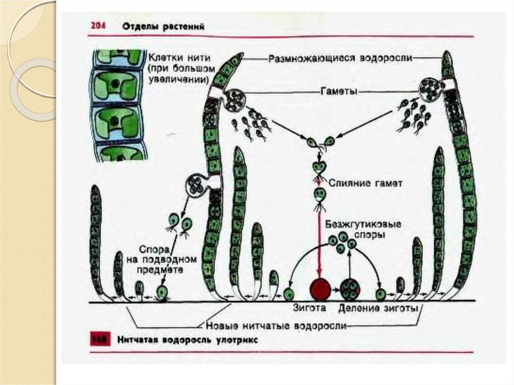 Жизненные стадии водорослей. Жизненный цикл улотрикса схема. Цикл развития улотрикса схема. Жизненный цикл зеленой водоросли улотрикса. Жизненный цикл зеленых водорослей (на примере улотрикса)..