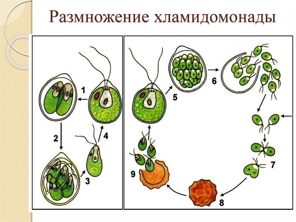 Размножение водоросли биология. Бесполое размножение хламидомонады. Размножение водорослей хламидомонада. Цикл развития хламидомонады рисунок. Бесполое размножение хламидомонады схема.