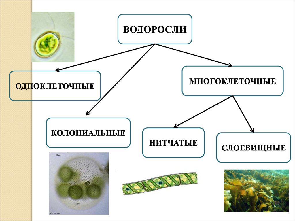 Появление одноклеточных водорослей. Водоросли одноклеточные и многоклеточные. Одноклеточные колониальные и многоклеточные водоросли. Водоросли зеленые одноклеточные и многоклеточные водоросли 5 класс. Одноклеточные и многоклеточные водоросли таблица.