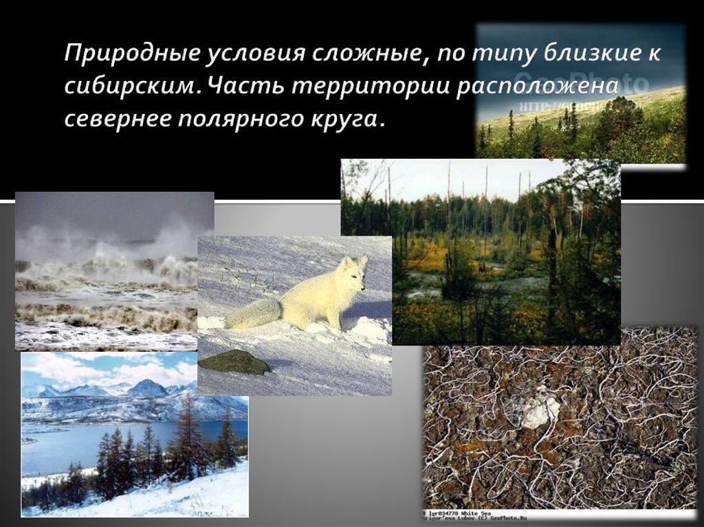 Какая природная зона за полярным кругом. Природные условия европейского севера. Природные условия территории. Сложные природные условия. Природные условия европейского севера России.