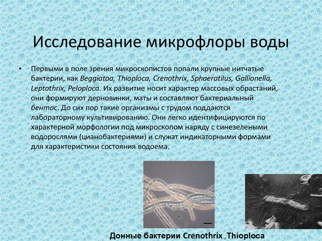 Микрофлора воды презентация