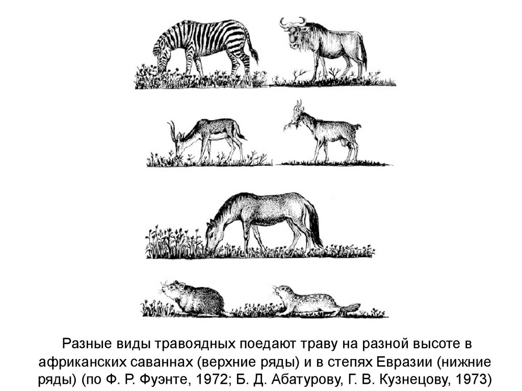  Разные виды травоядных поедают траву на разной высоте в африканских саваннах (верхние ряды) и в степях Евразии (нижние ряды) (по Ф. Р. Фуэнте