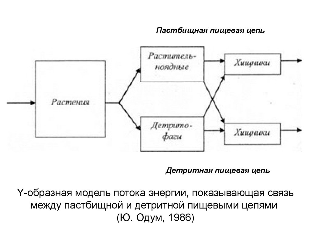 Схемы передачи веществ и энергии