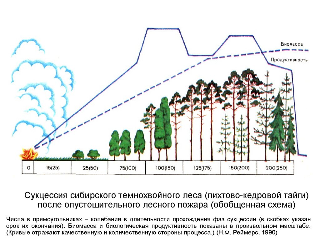 Уменьшение биологической продуктивности природных зон. Вырубка леса сукцессия. Динамика экосистем сукцессия. Сукцессия Сибирского темнохвойного леса. Первичная сукцессия в тайге.