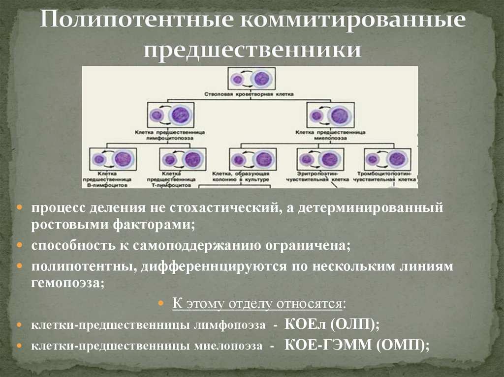 Процесс деления. Коммитированные предшественники. Полипотентные коммитированные предшественники. Полипотентные клетки предшественницы. Полипотентные стволовые клетки.