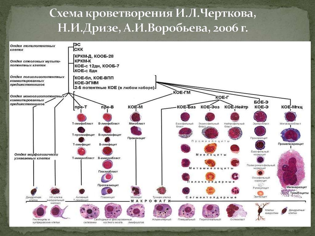 Кроветворение какие органы. Схема кроветворения стадии. Схема кроветворения человека Быков. Эмбриональное кроветворение схема. Схема развития форменных элементов крови.