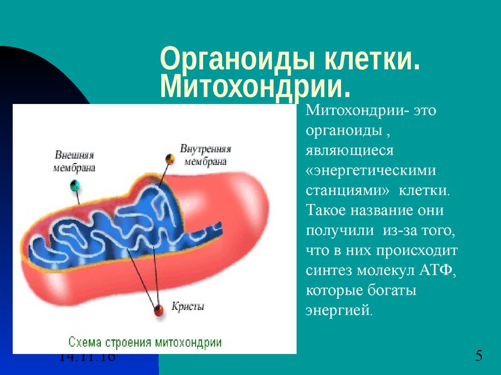 Цистерна митохондрии