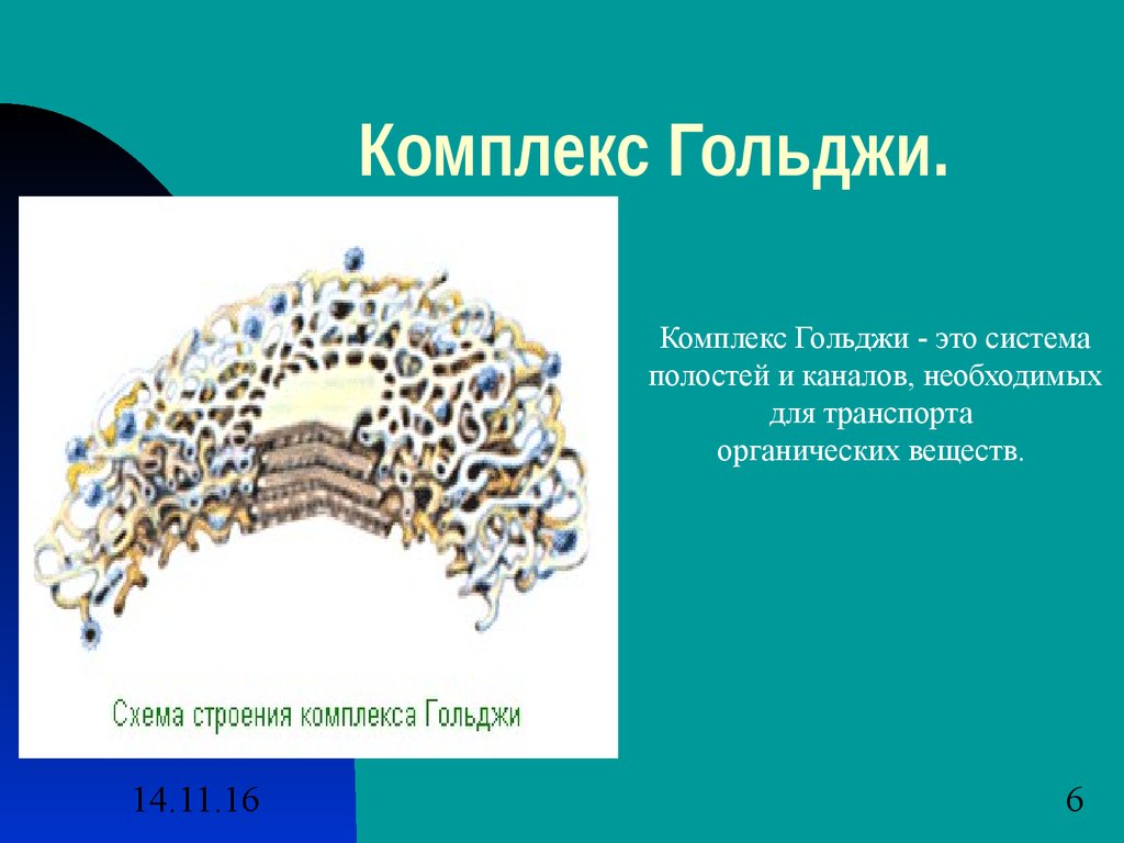 Комплекс гольджи особенности строения. Состав комплекса Гольджи. Комплекс Гольджи кратко. Комплекс Гольджи презентация. Полости строения комплекса Гольджи.