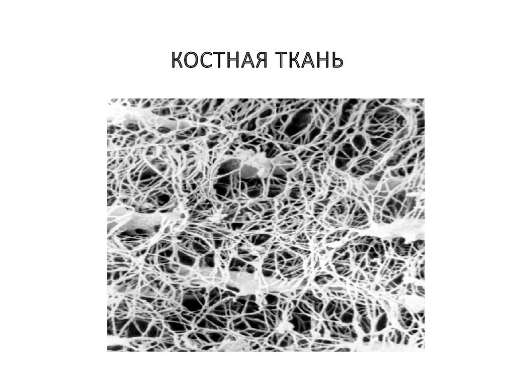 Костная ткань презентация