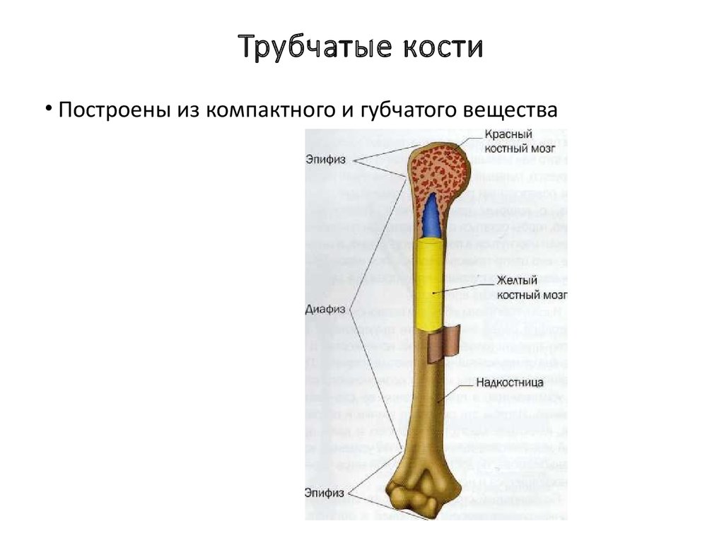 Назовите длинные кости. Строение длинной трубчатой кости. Схема строения длинной трубчатой кости. Структура длинных трубчатых костей. Трубчатая кость схема.
