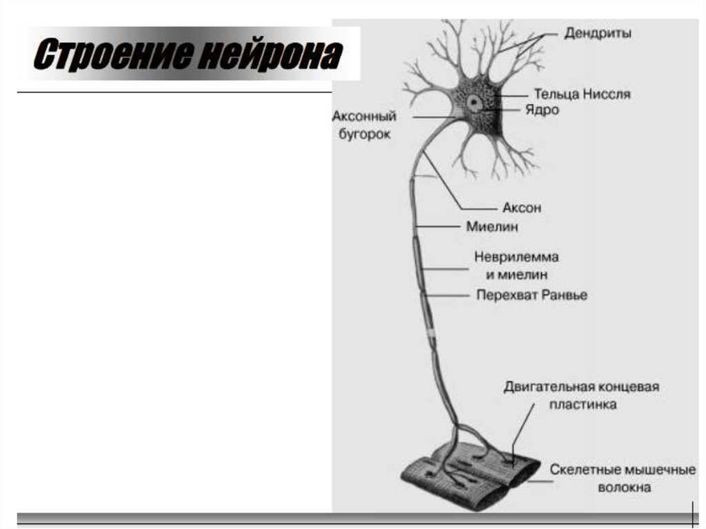 Волокна нейронов. Строение нейрона Аксон нервное волокно нерв. Структура двигательного нейрона. Схема строения двигательного нейрона. Анатомия центрального двигательного нейрона. Схема.