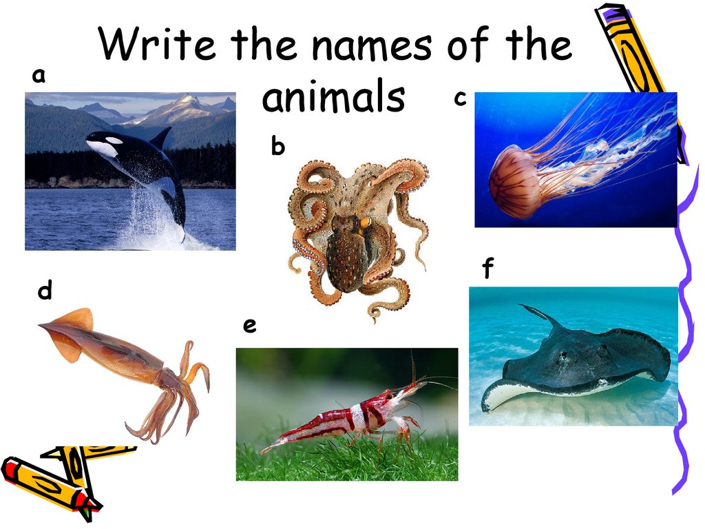 Write the names of the animals