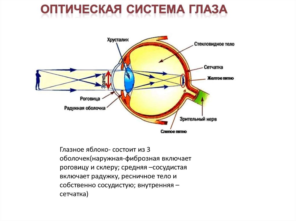 Фокусировка лучей света на внутренней поверхности глазного. Строение глаза оптическая система глаза. Строение зрительного анализатора глазное яблоко. Нарисовать схему оптической системы глаза.. Строение глаза анатомия оптическая система.