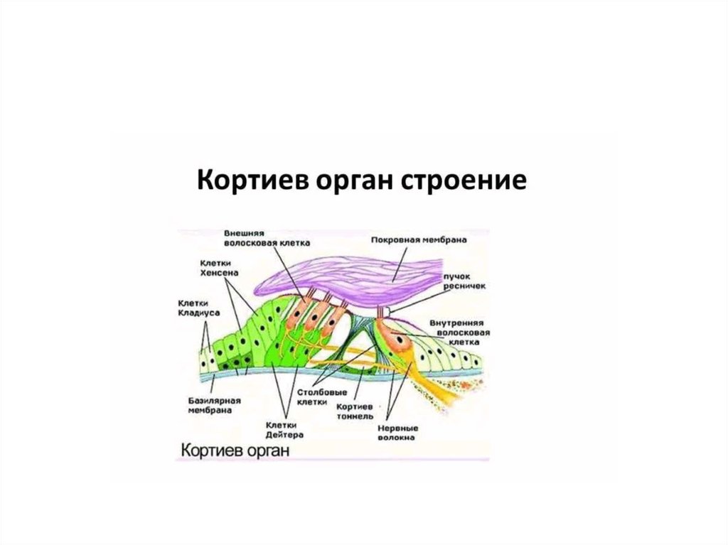 Кортиев орган. Кортиев орган покровная мембрана. Кортиев орган строение. Клетки Бехтерева Кортиев орган. Кортиев орган Электронограмма.