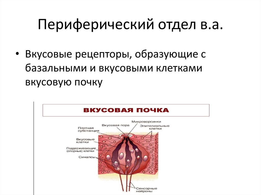 Периферический отдел