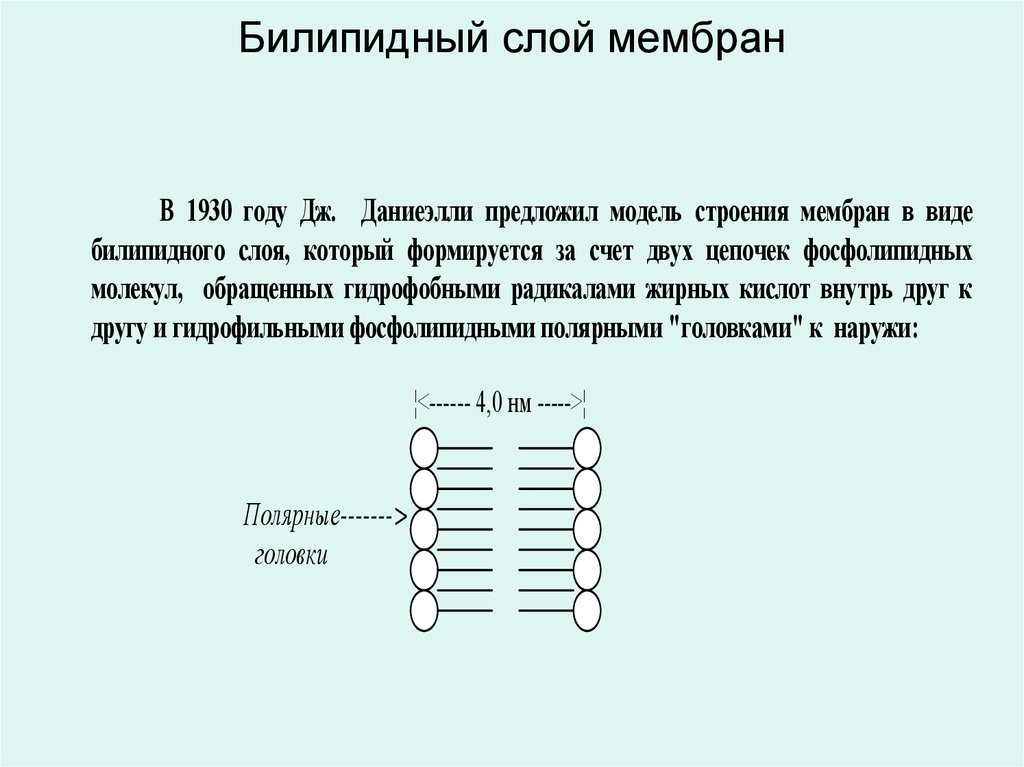 Физические свойства мембран