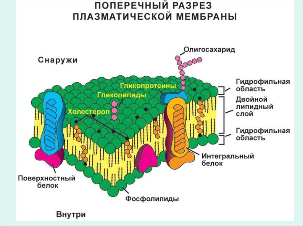 4 функция плазматической мембраны. Строение плазматической мембраны клетки. Схема строения плазматической мембраны. Схематическое строение плазматической мембраны. Плазматической мембрана структура,строение и функции.