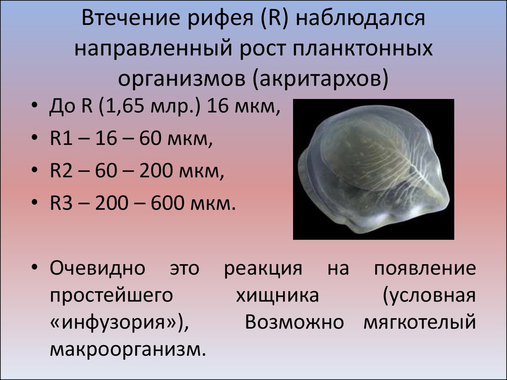 Вендский период презентация