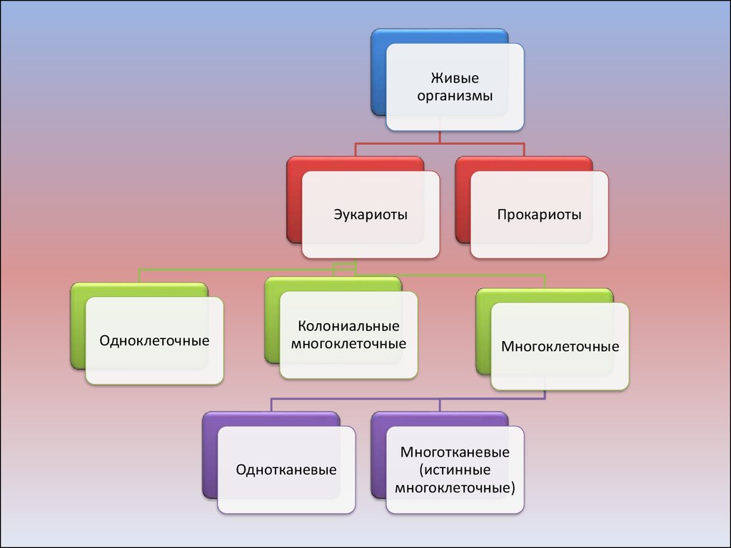 Прокариоты и эукариоты многоклеточные организмы