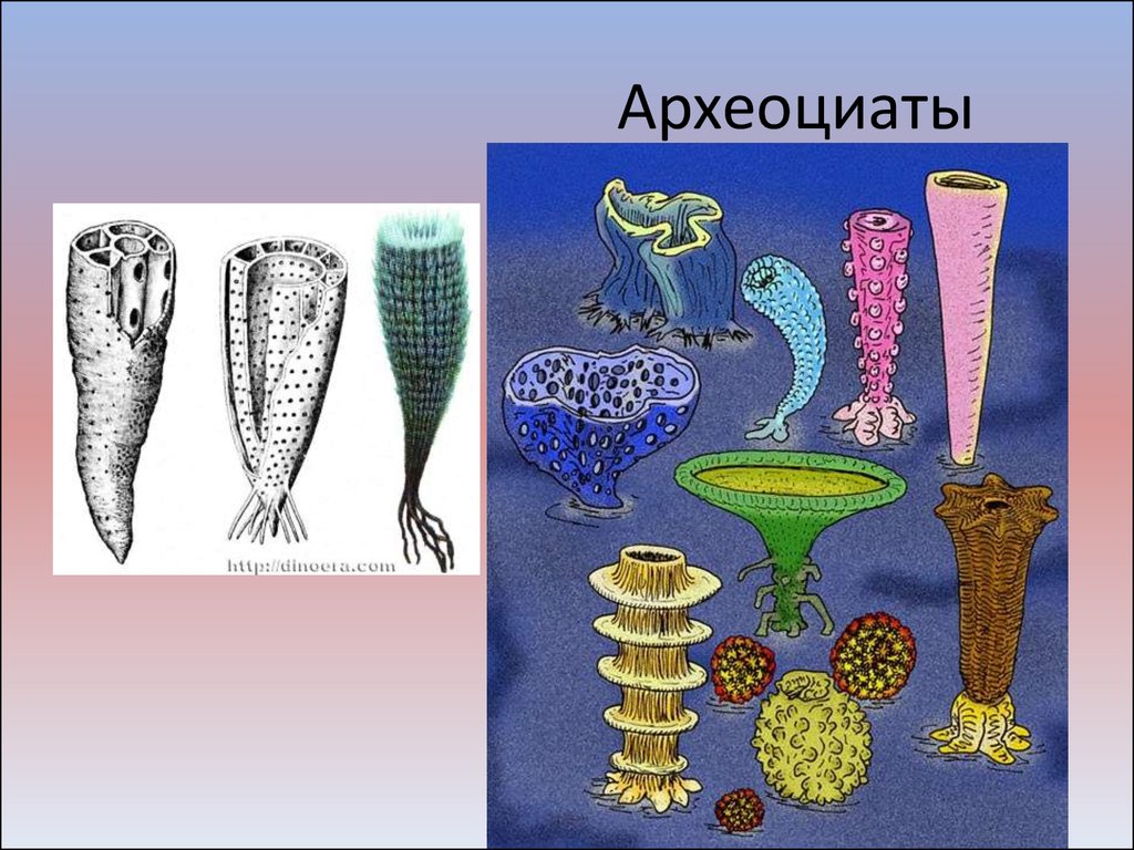 Древние организмы рисунок