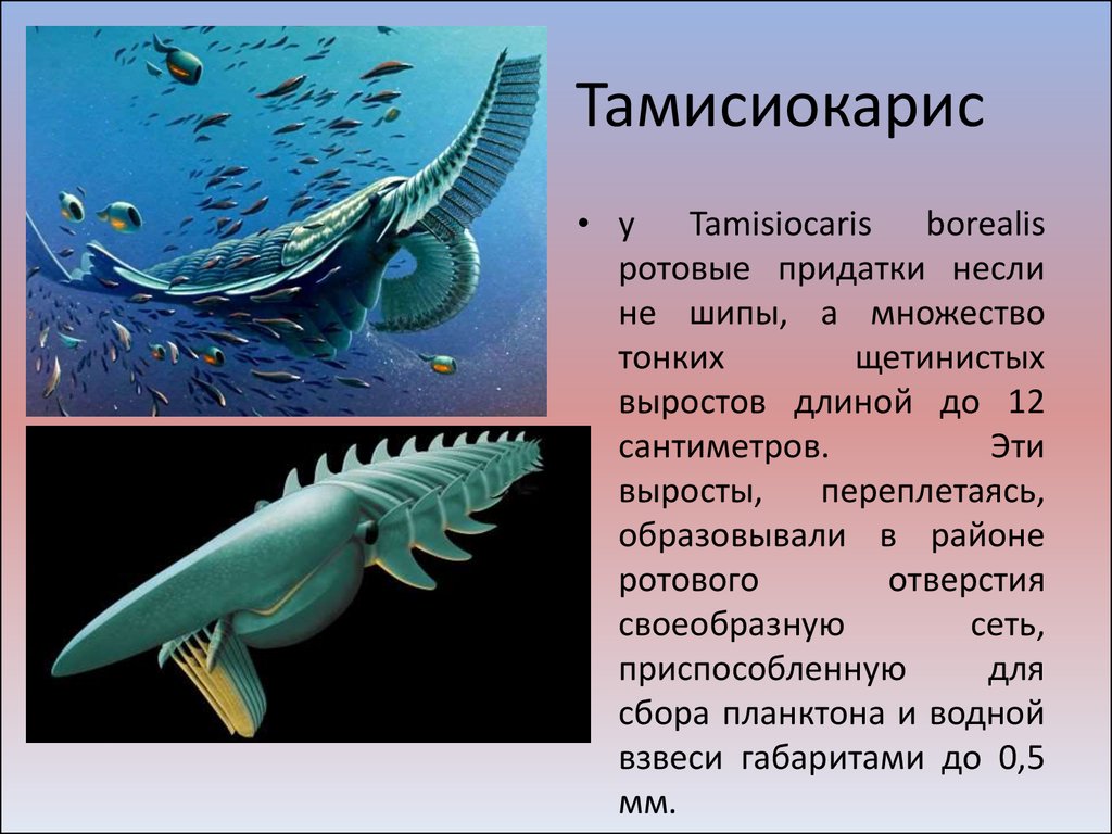 Вендский период презентация