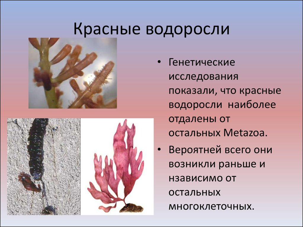 Характеристика красных водорослей. Отдел красные водоросли (Rhodophyta). Багрянки водоросли строение. Многоклеточные красные водоросли. Талломы красных водорослей.