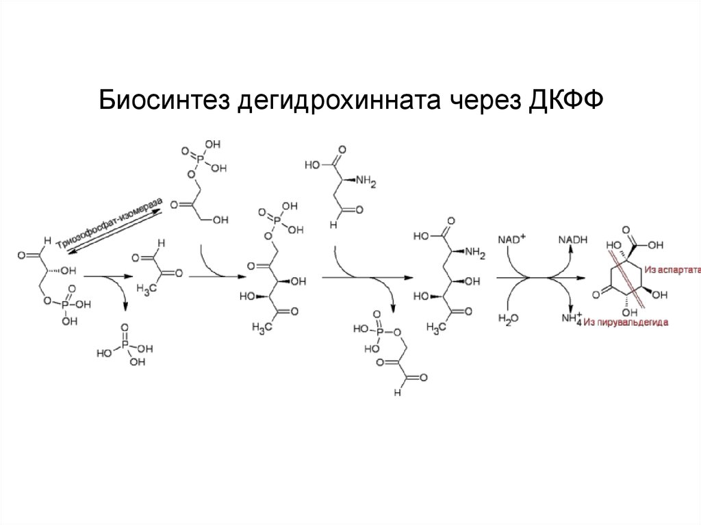 Биосинтез дегидрохинната через ДКФФ