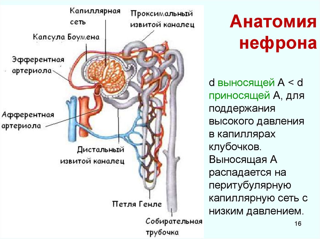 В состав нефрона входят капиллярный клубочек. Канальцы нефрона анатомия. Схема строения нефрона почки. Строение нефрона почки. Выносящая артериола нефрона.