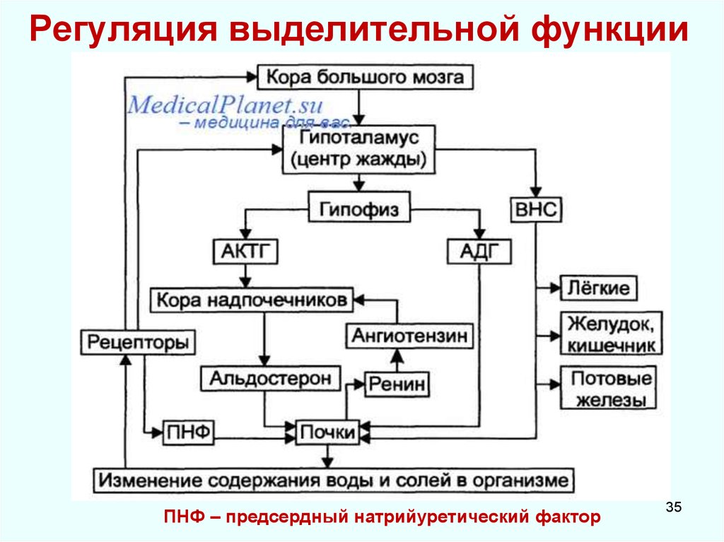 Схема регуляции водно солевого баланса