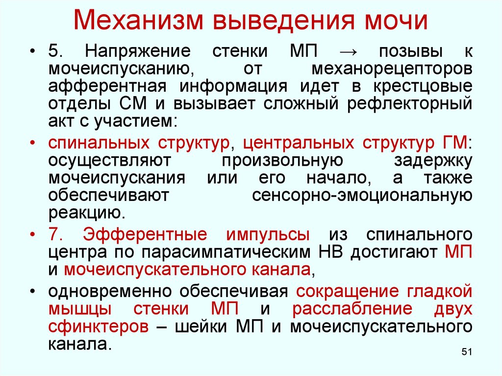 Механизм мочеиспускания схема