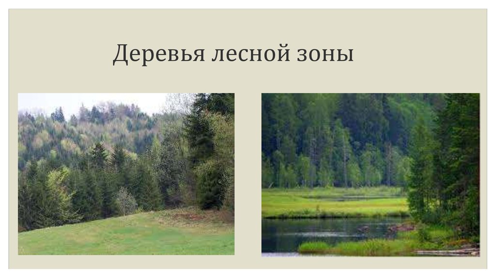 Тест лесные зоны россии. Деревья Лесной зоны. Заповедники в зоне лесов. Занятия населения Лесной зоны. Зона лесов занятия населения.