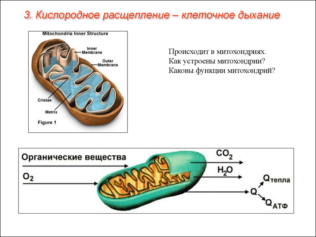 Митохондрия аэробный. Схема кислородного этапа клеточного дыхания. Схема клеточного дыхания в митохондриях. Кислородный этап в митохондриях схема. Кислородное окисление в митохондриях.