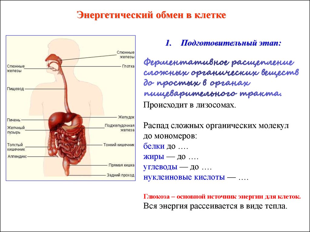 Энергетический клеточный обмен. Энергетически йобменмв в клетке. Подготовительный этап обмена веществ. Подготовительный этап в клетке. Энергетический обмен обмен подготовительный этап.