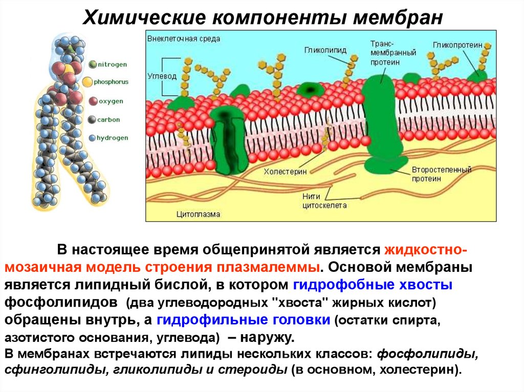 Основой мембран клеток