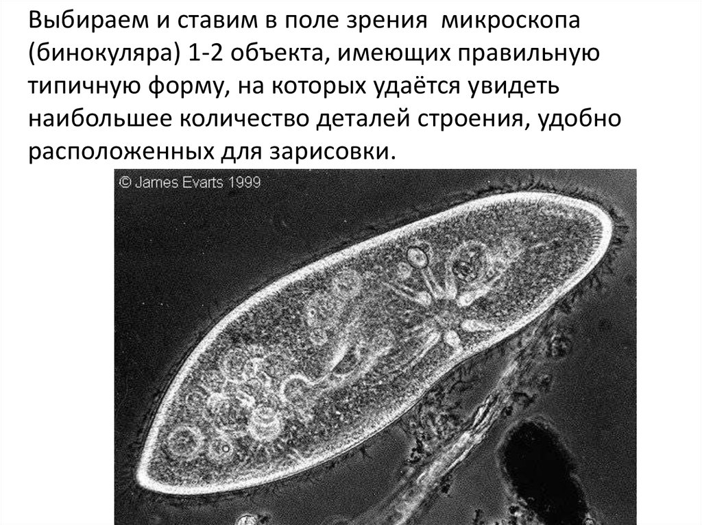 Кровеносная система инфузории. Амеба инфузория туфелька эвглена зеленая таблица. Инфузория туфелька значение. Найдите в поле зрения микроскопа инфузорию туфельку.