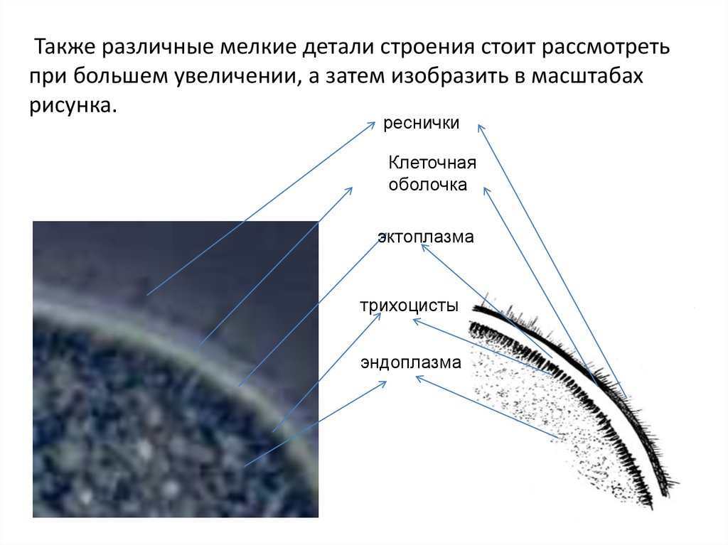 Детали строения. Строение детали. Реснички клетки строение под микроскопом Малое увеличение. Препарат реснички при большом увеличении. Срез верхней части реснички рисунок.