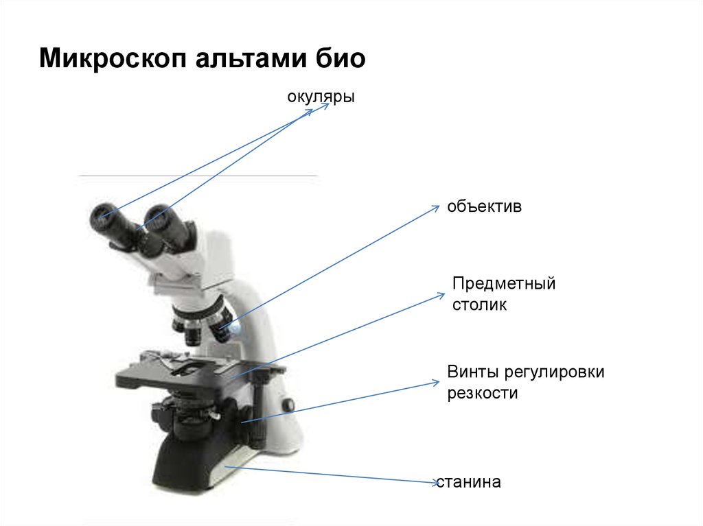 Изображение даваемое микроскопом. Регулировочный винт микроскопа. Какую часть микроскопа используют для регулировки резкости. Регулировка резкости микроскопа. Микроскоп винт окуляры.