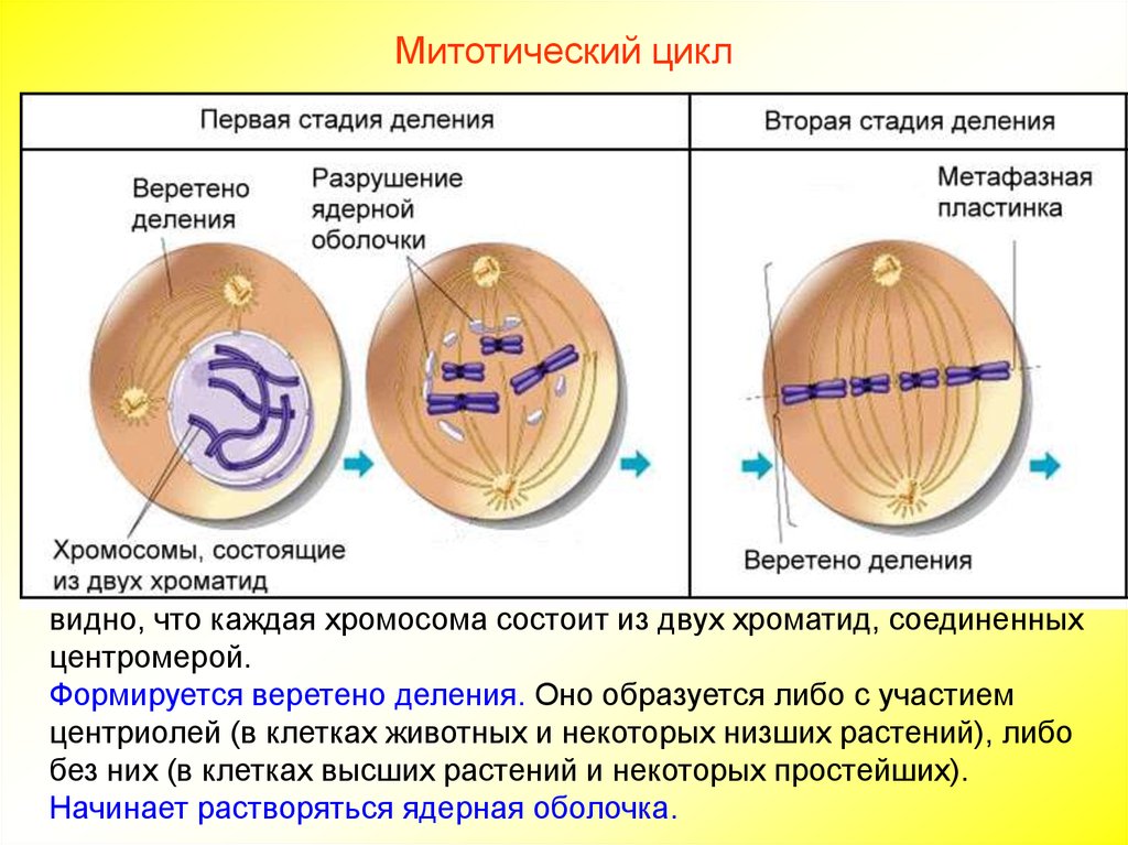 Установите последовательность стадий деления клетки