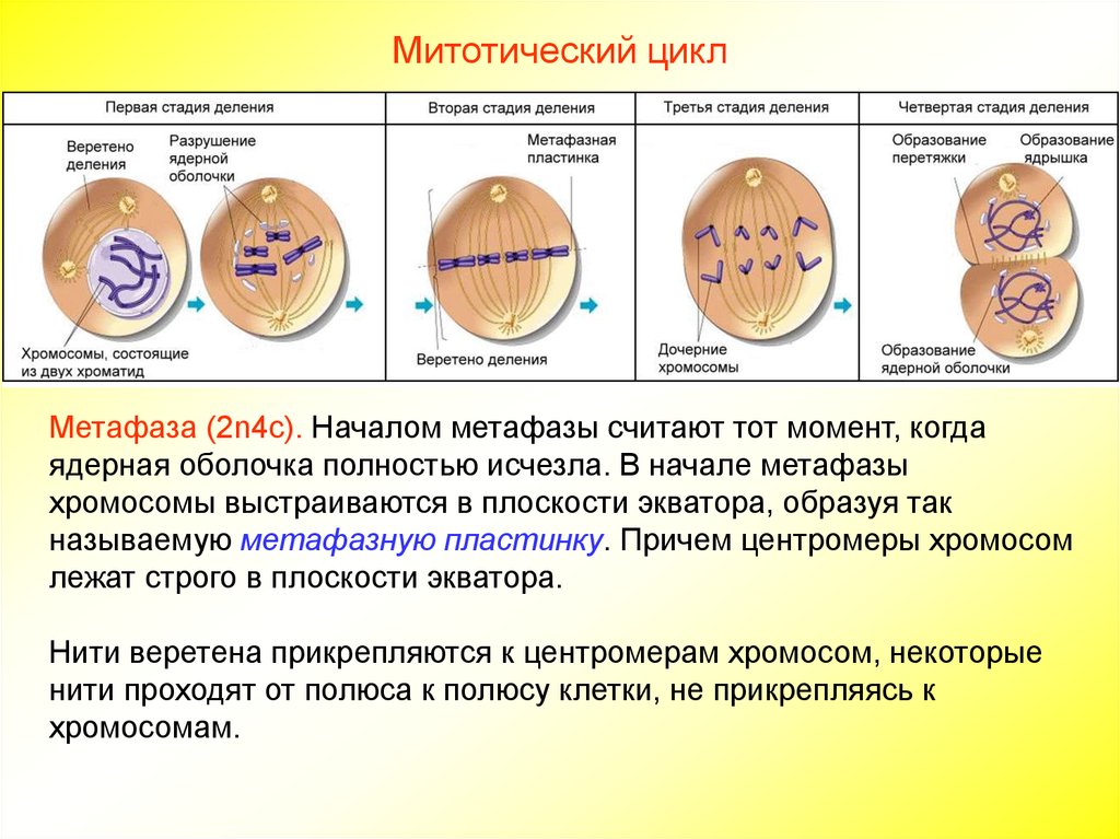 Структуры деления клеток. Метафаза 2n4c процесс хромосом. Митоз Веретено деления. Митоз биология 8 класс. Митоз состоит из 4 фаз.