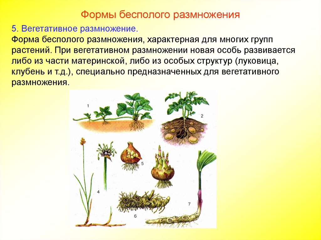 Формы и способы размножения растений