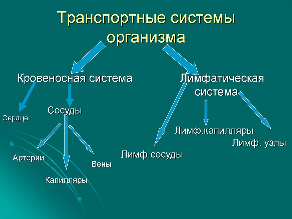 Презентация кровеносная система 8 класс биология