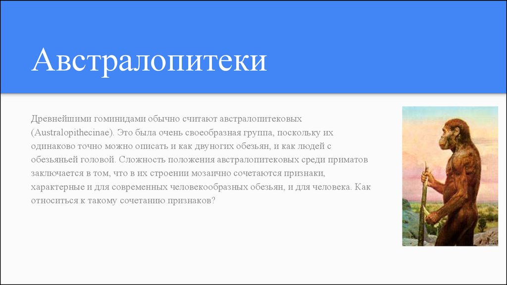 Что в переводе с латинского означает австралопитек