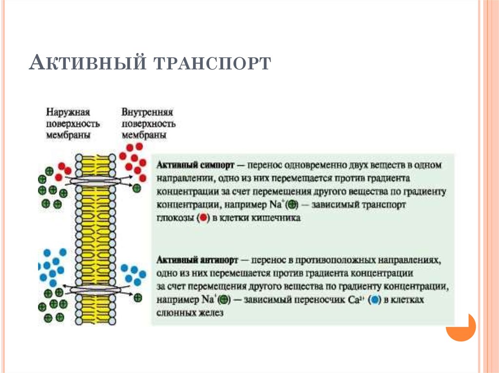 Механизмы транспорта. Механизмы транспорта веществ через мембраны клетки. Активный мембранный транспорт. Активный транспорт веществ в клетке. Активный транспорт схема.