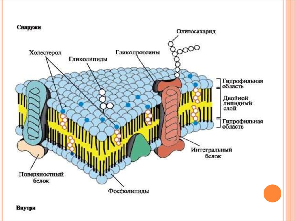 Клетка снаружи. Молекулярное строение клеточной мембраны. Строение и функция биологической мембраны клетки. Клеточная мембрана плазмалемма. Строение клеточных мембран биологическая роль.