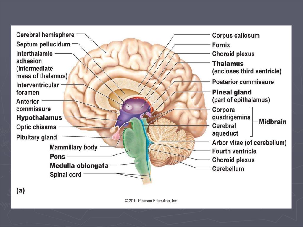 Подкорка головного мозга. Подкорковые структуры мозга. Структура подкорки головного мозга человека.