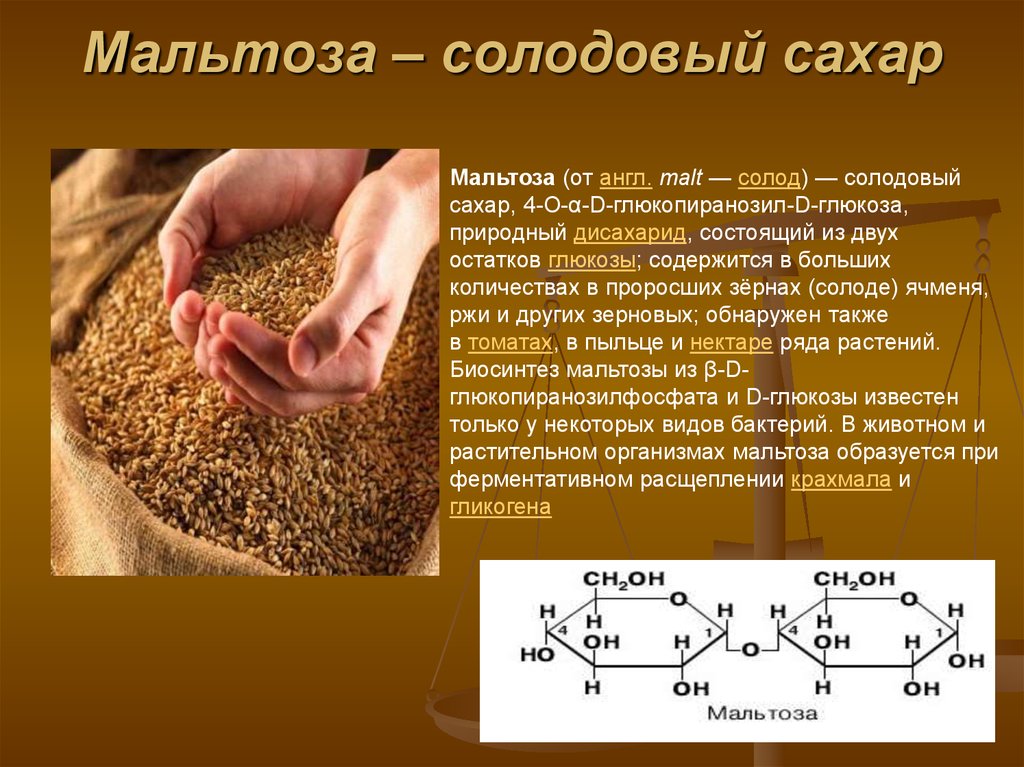 Сахароза биологическая роль. Мальтоза это олигосахарид. Химическая структура мальтозы. Мальтоза солодовый сахар. Мальтоза это углевод.