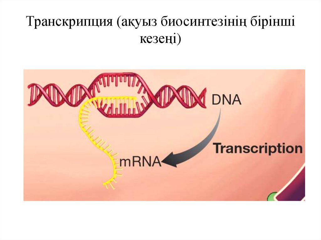 Картинки транскрипция биология